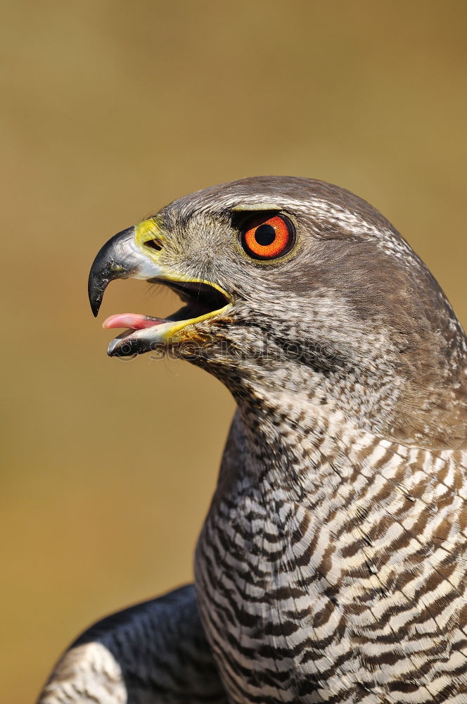 Similar – Image, Stock Photo Northern Goshawk