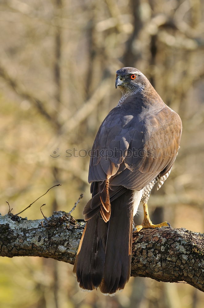 Similar – Blackbird in a sunny tree