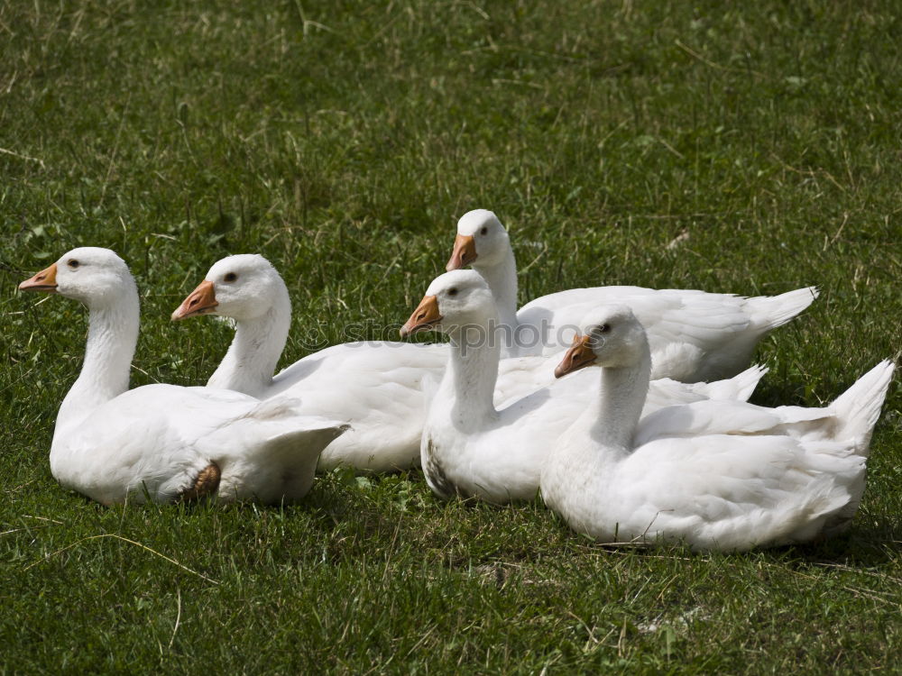 Similar – Foto Bild Unzertrennlich Gans Vogel