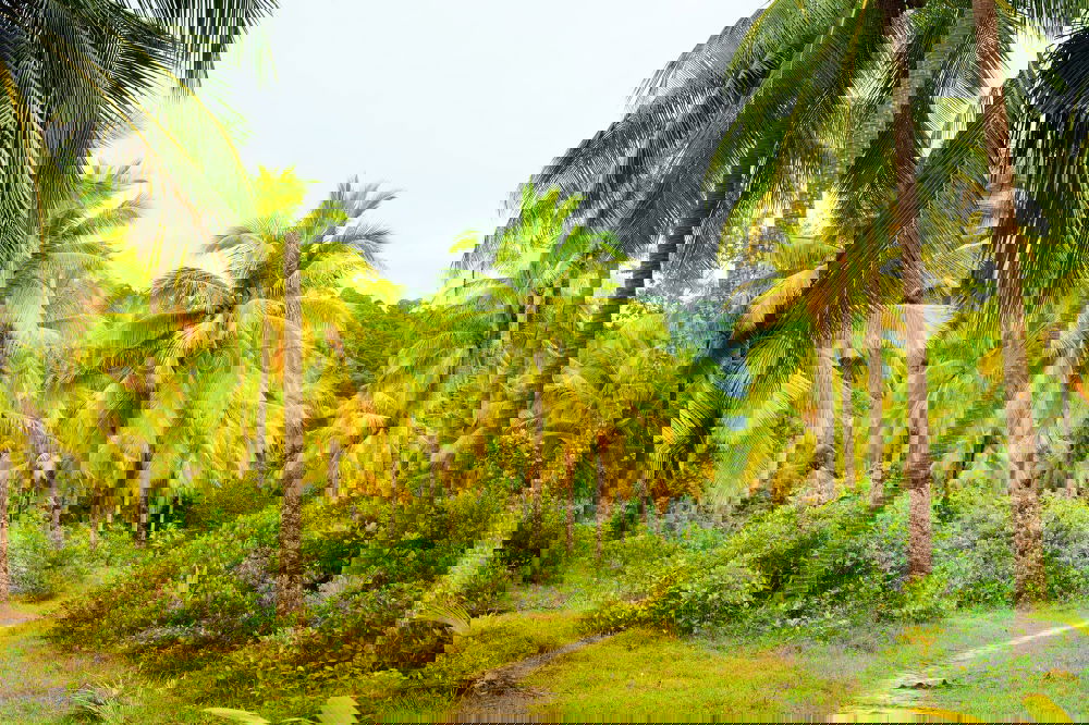Similar – Image, Stock Photo Rice in Bali Ubud Asia