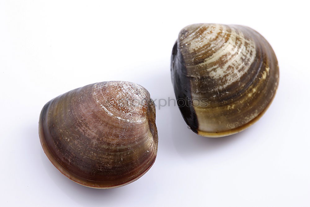 Similar – Image, Stock Photo snail shells Style Design