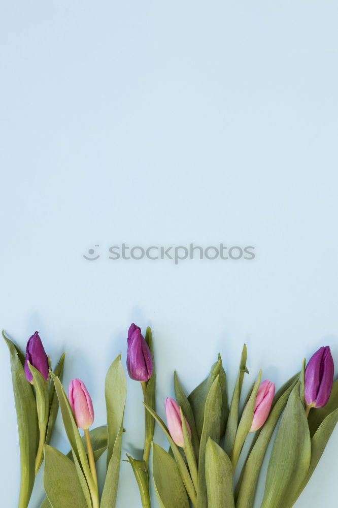 Similar – Red Tulips Bouquet On Wood Table