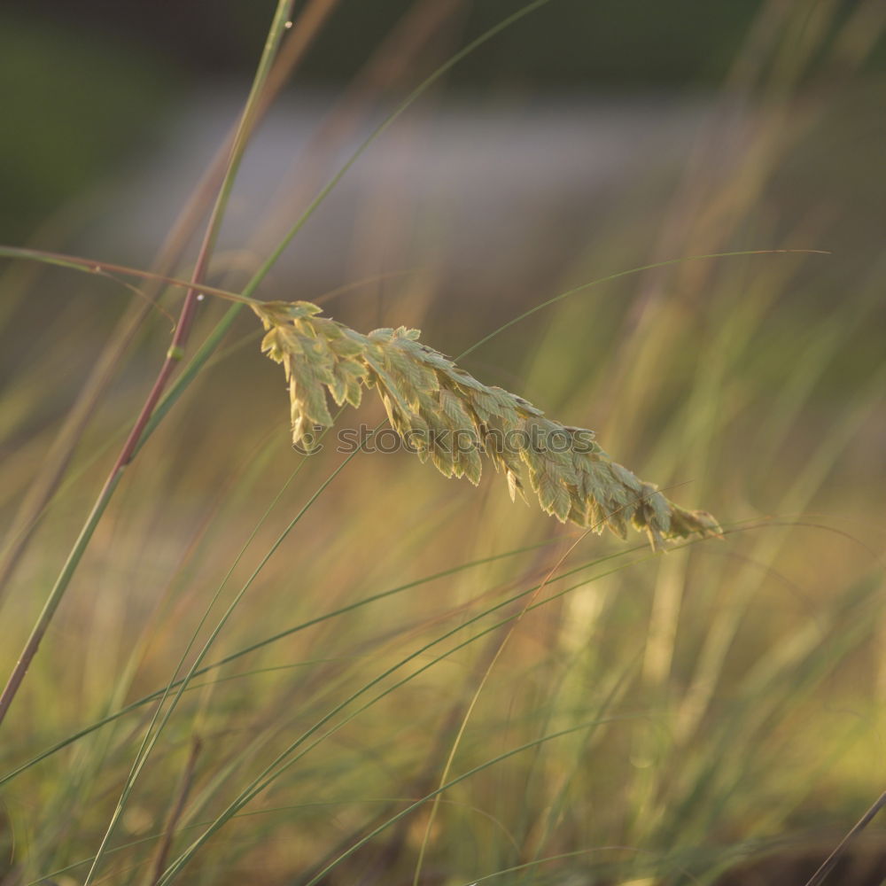 Similar – Free community, cabbage white butterfly caterpillars eat cabbage leaves