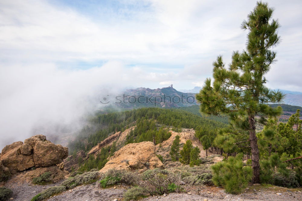 Similar – Image, Stock Photo After Forest Fire Mountain