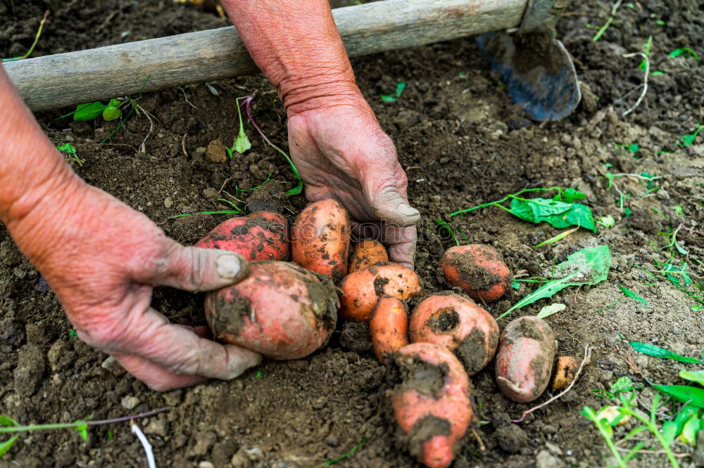 Similar – harvest time Food