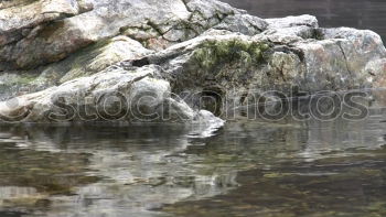 Similar – tree stump Lake Green