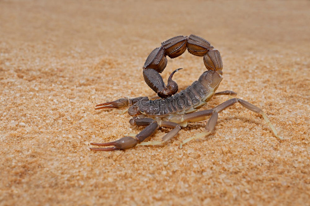 Similar – Desert gecko