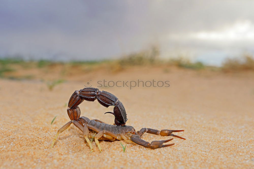 Similar – Crop hand with crayfish