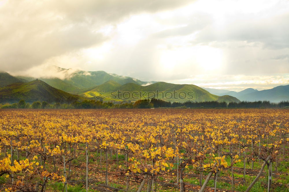 Image, Stock Photo Vineyards in Trento in autumn