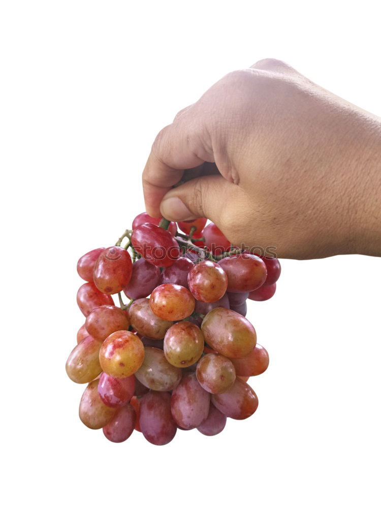 Similar – Woman’s hand holding ripe green grape