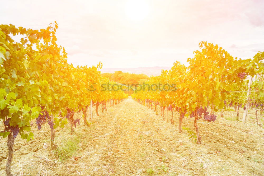 Similar – Image, Stock Photo Vineyards on sunset.