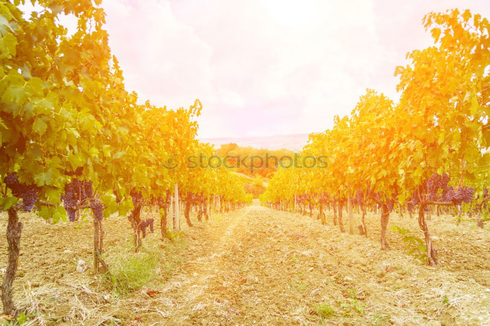 Image, Stock Photo Vineyards on sunset.