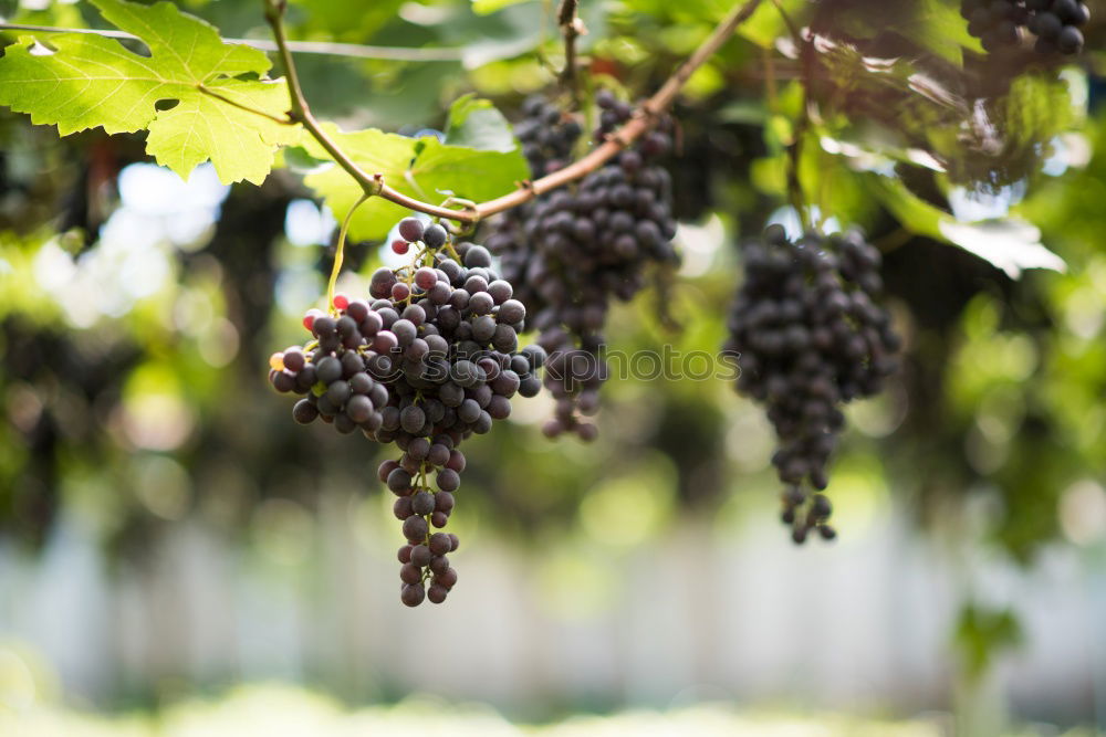 Similar – Image, Stock Photo grape in the field Fruit
