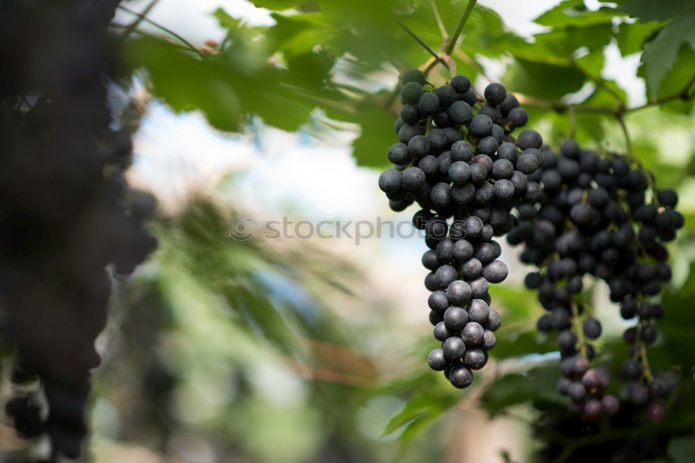 Image, Stock Photo selection Food Fruit