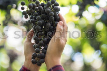 Similar – Image, Stock Photo Children’s hands holding blackberries