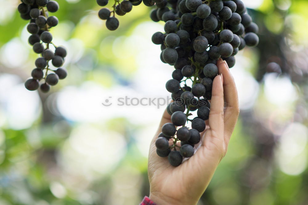 Similar – Image, Stock Photo Children’s hands holding blackberries