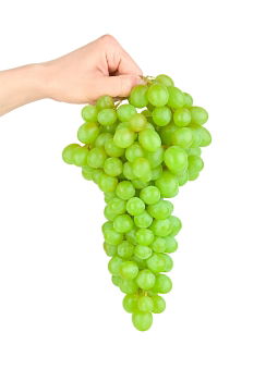 Similar – Woman’s hand holding ripe green grape