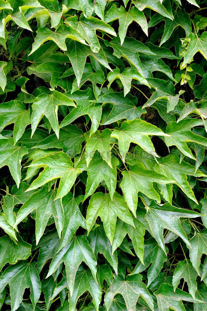 Similar – Image, Stock Photo Fresh foliage Garden