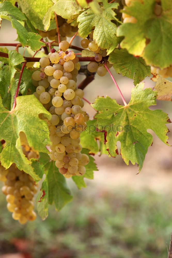 Similar – Rebstock Wein Sekt