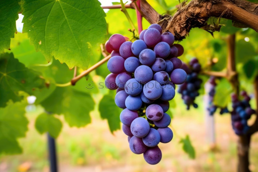 Similar – Image, Stock Photo Grapes 4 Summer