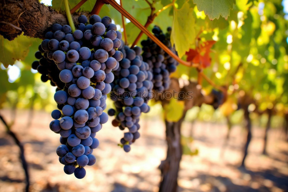 Similar – Image, Stock Photo Vineyards on sunset.