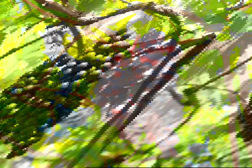 Similar – Image, Stock Photo grape in the field Fruit