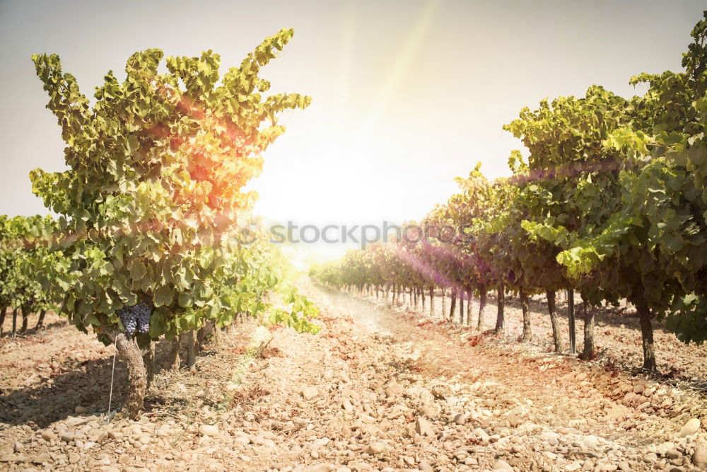 Similar – Der Weinberg XII Umwelt