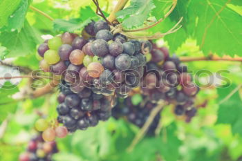Similar – Image, Stock Photo grape in the field Fruit