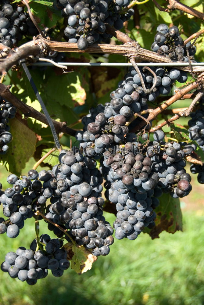 Similar – Image, Stock Photo selection Food Fruit