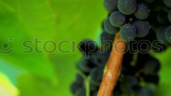 Similar – Image, Stock Photo Wine blue. Nature Esthetic