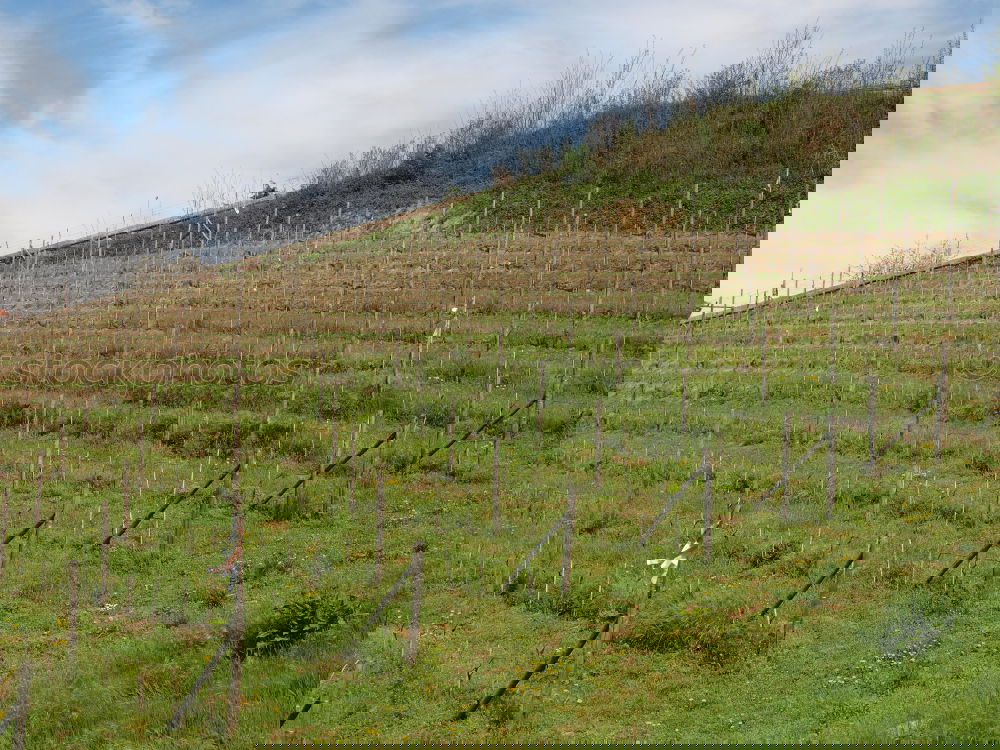 Similar – Image, Stock Photo Alpine Vineyards Spring