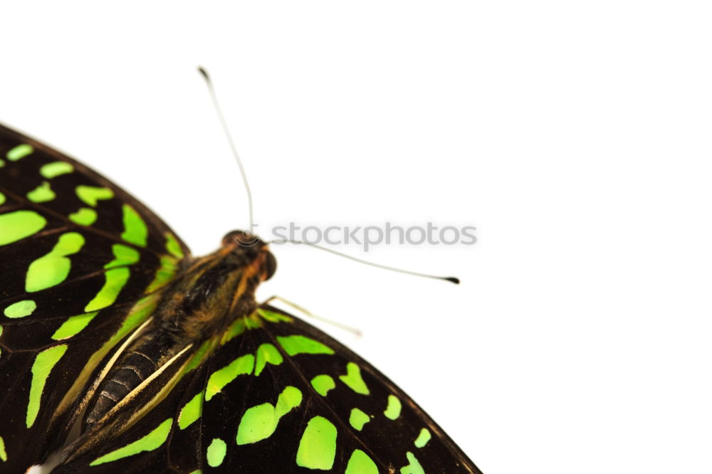 Similar – Image, Stock Photo Butterfly wings