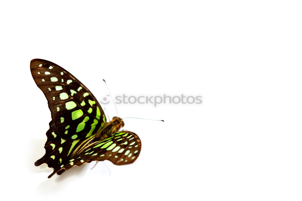 Similar – Image, Stock Photo butterflies Butterfly 2