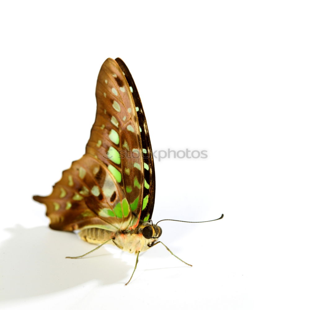 Similar – Image, Stock Photo Butterfly sits on the index finger of a hand