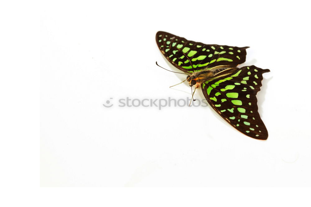 Similar – butterfly Animal Butterfly