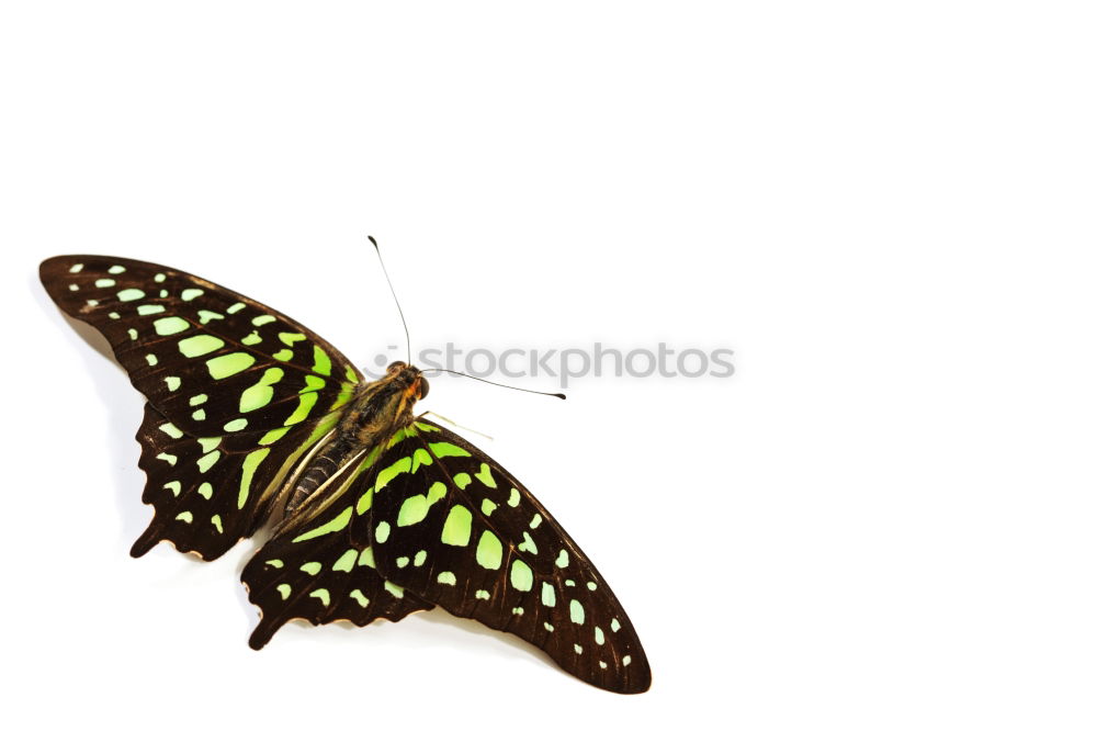 Similar – butterfly Animal Butterfly