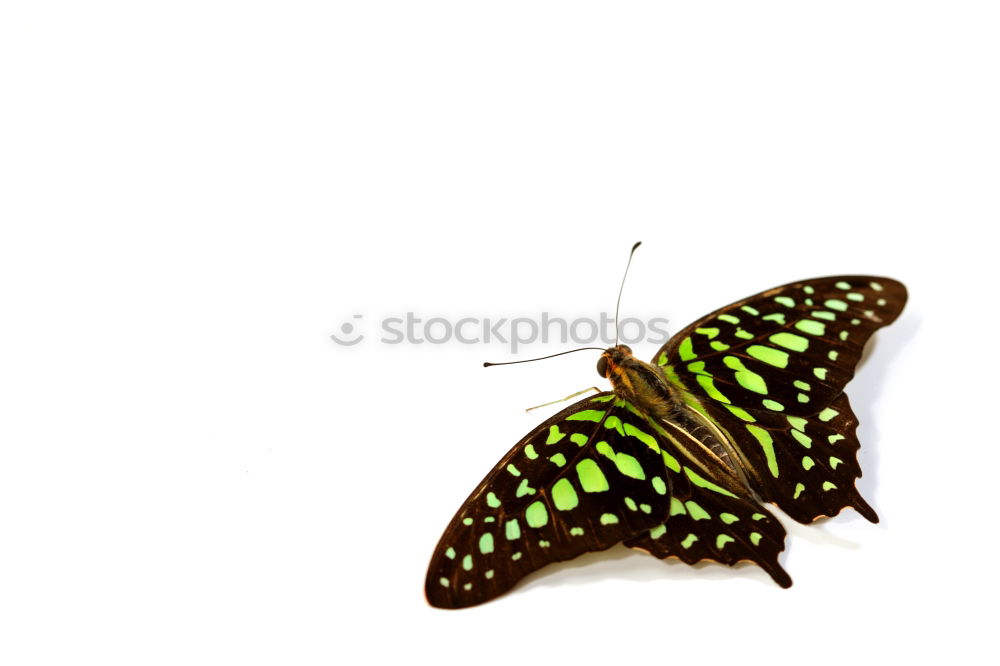 Image, Stock Photo butterflies Butterfly 2