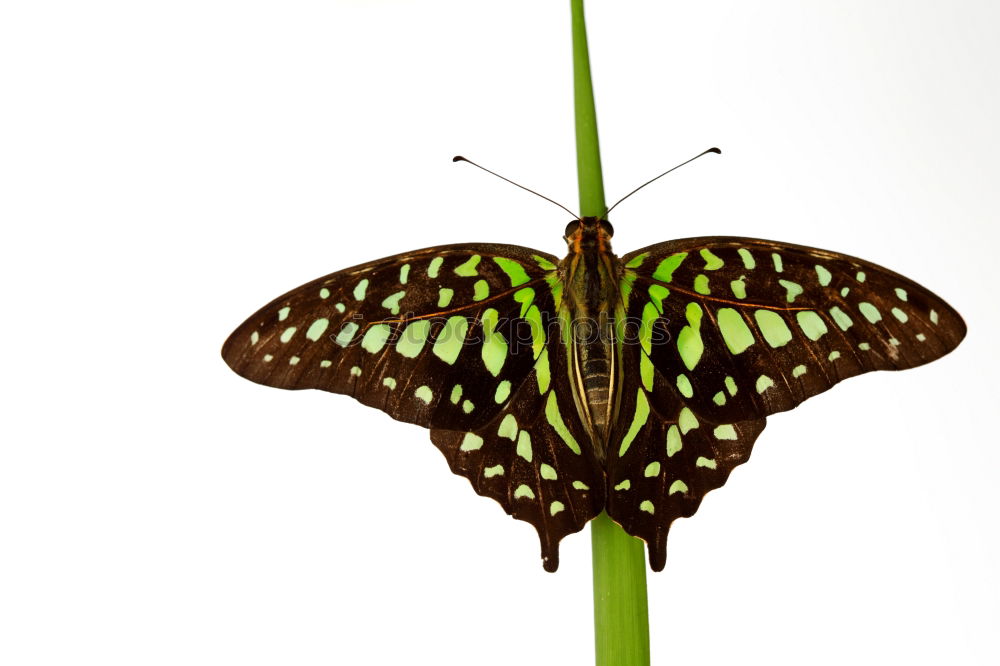 Similar – Image, Stock Photo worm’s-eye view Nature