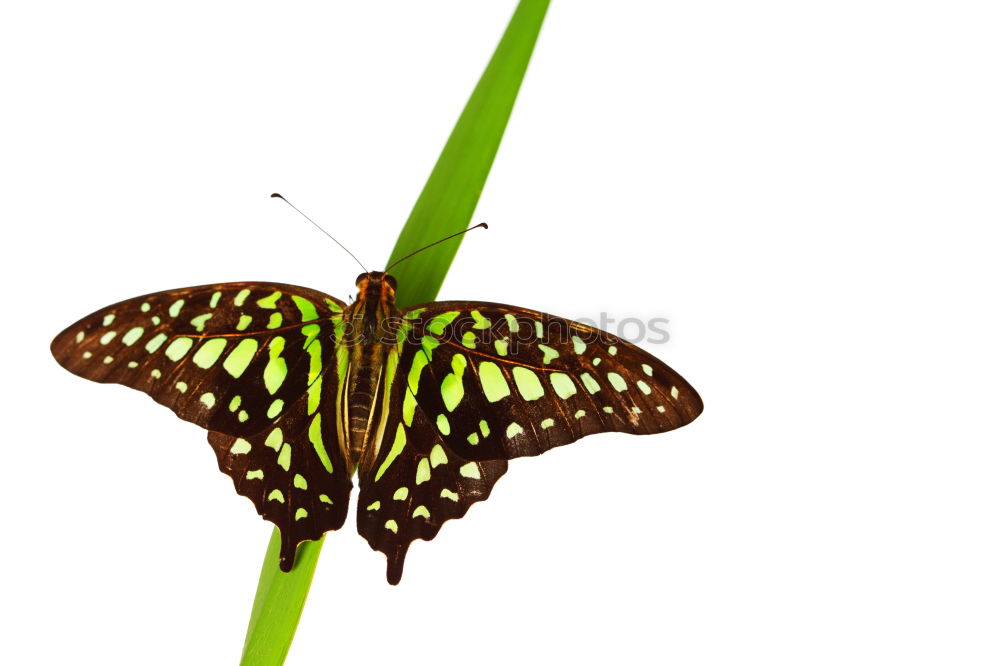 Similar – Image, Stock Photo butterflies Butterfly 2