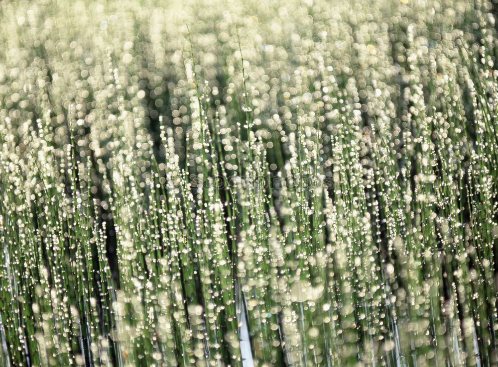 Similar – Image, Stock Photo FRESH ASPARAGUS Food