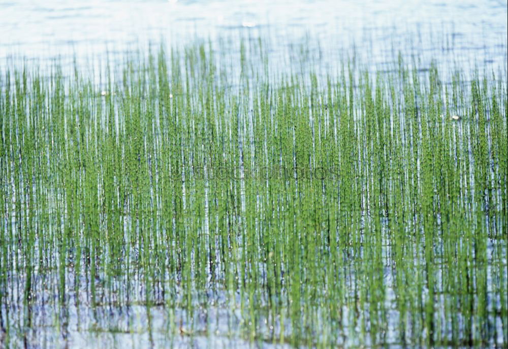 Similar – Image, Stock Photo grass ice Grass Green