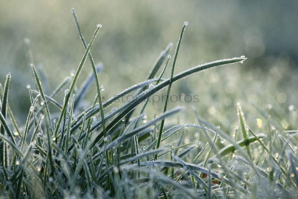 Similar – sugar-coated lawn Nature