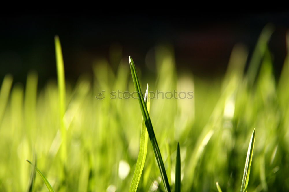 Similar – Foto Bild Bodennähe Apfel Natur