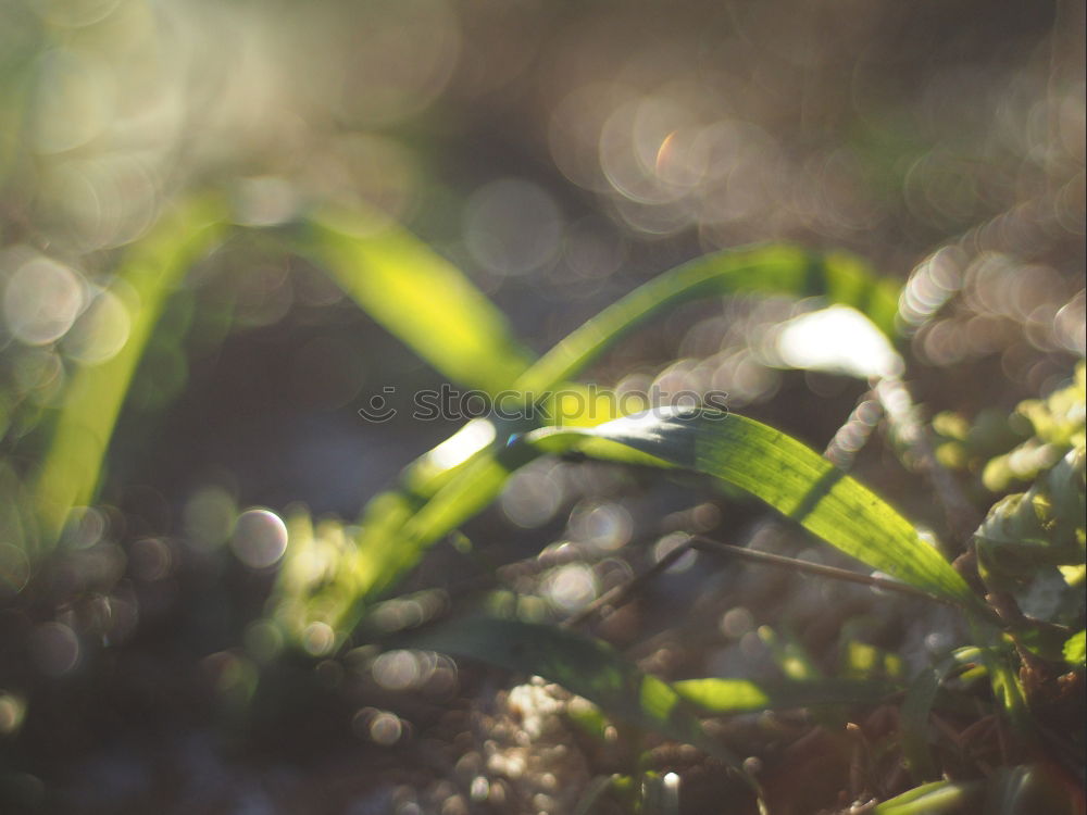 Similar – Image, Stock Photo Bud with water droplets