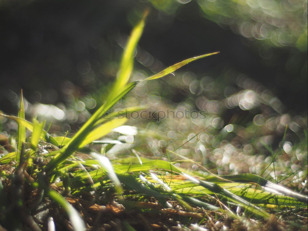 Similar – Image, Stock Photo lonely green Nature Plant