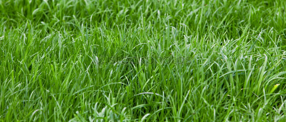 Similar – Image, Stock Photo Fruity meadow Green Meadow