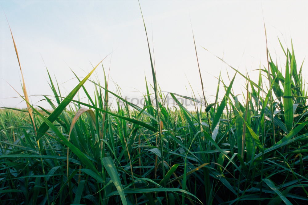 Similar – Image, Stock Photo I can’t see that meadow for all the grass.