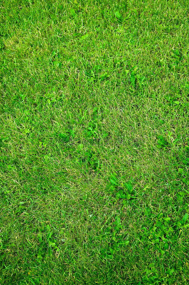 Similar – British Green Meadow Grass