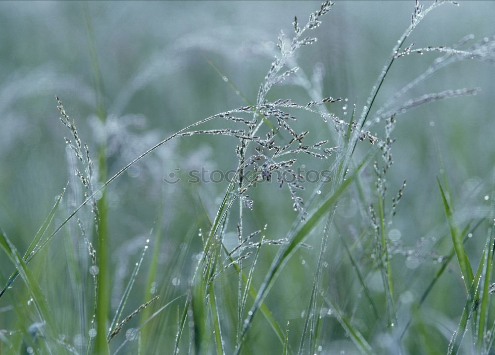 Similar – Image, Stock Photo rope Environment Nature