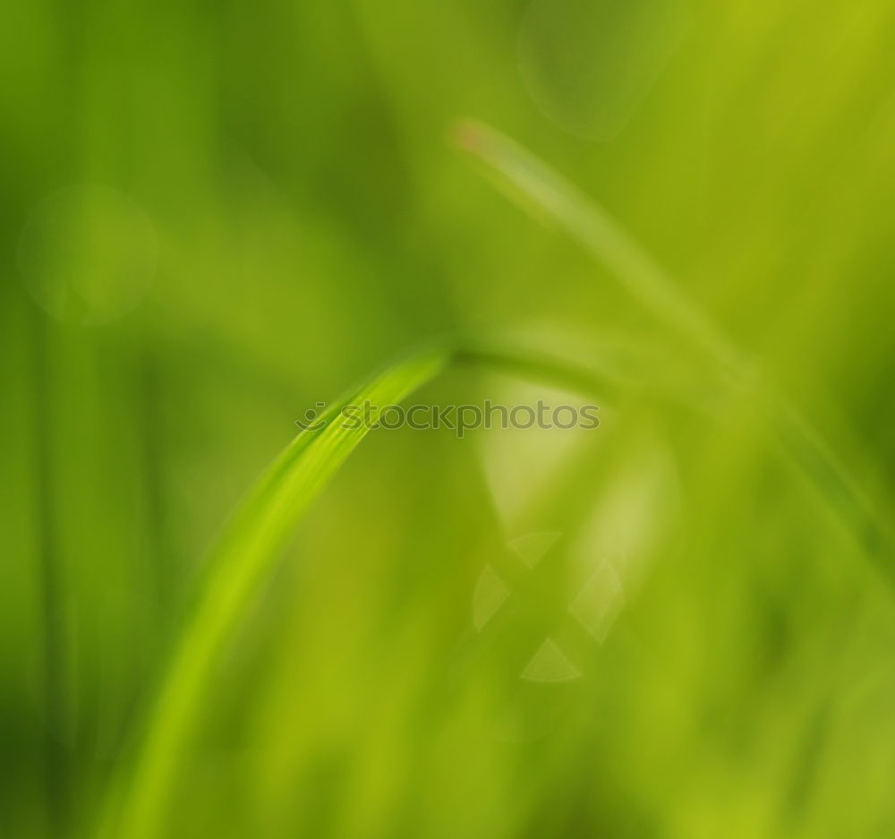 Similar – Image, Stock Photo uncombed Meadow Green